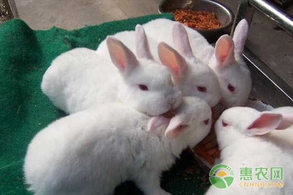 山东獭兔最新价格揭秘，一场自然美景之旅探寻内心平静之旅