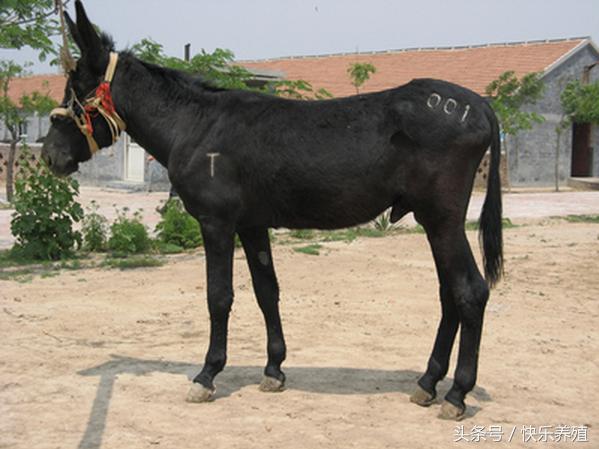 河北驴皮价格的最新动态，历史背景、地位与影响