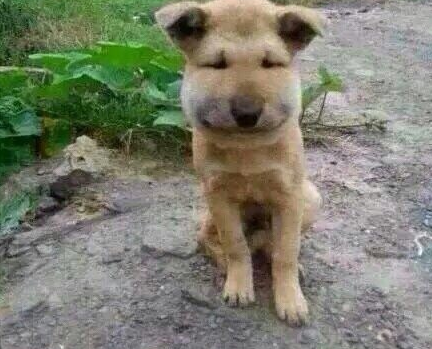 河池土狗打架视频，力量的变化与成就感的诞生