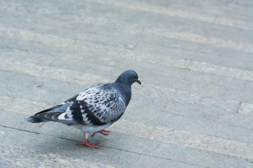 家养鸽子羽心间的励志旅程视频分享