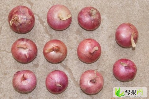 金乡洋葱最新行情解析，价格走势、获取渠道全攻略