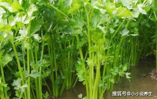 芹菜最新价格行情分析与趋势预测