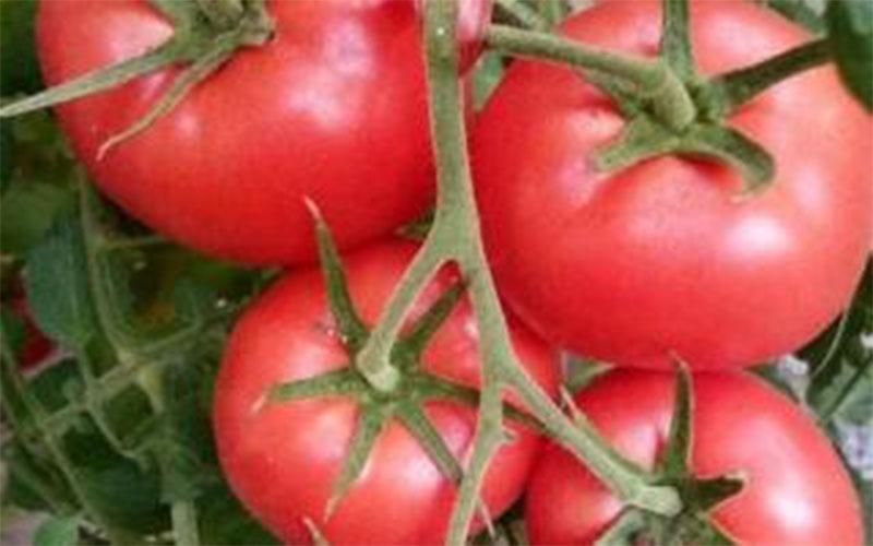 山东废电瓶市场最新行情分析，现状与未来展望