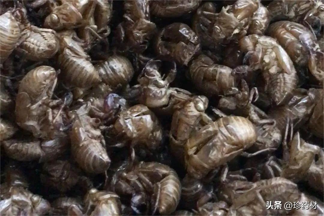 九香虫最新价格与科技融合的高科技产品介绍