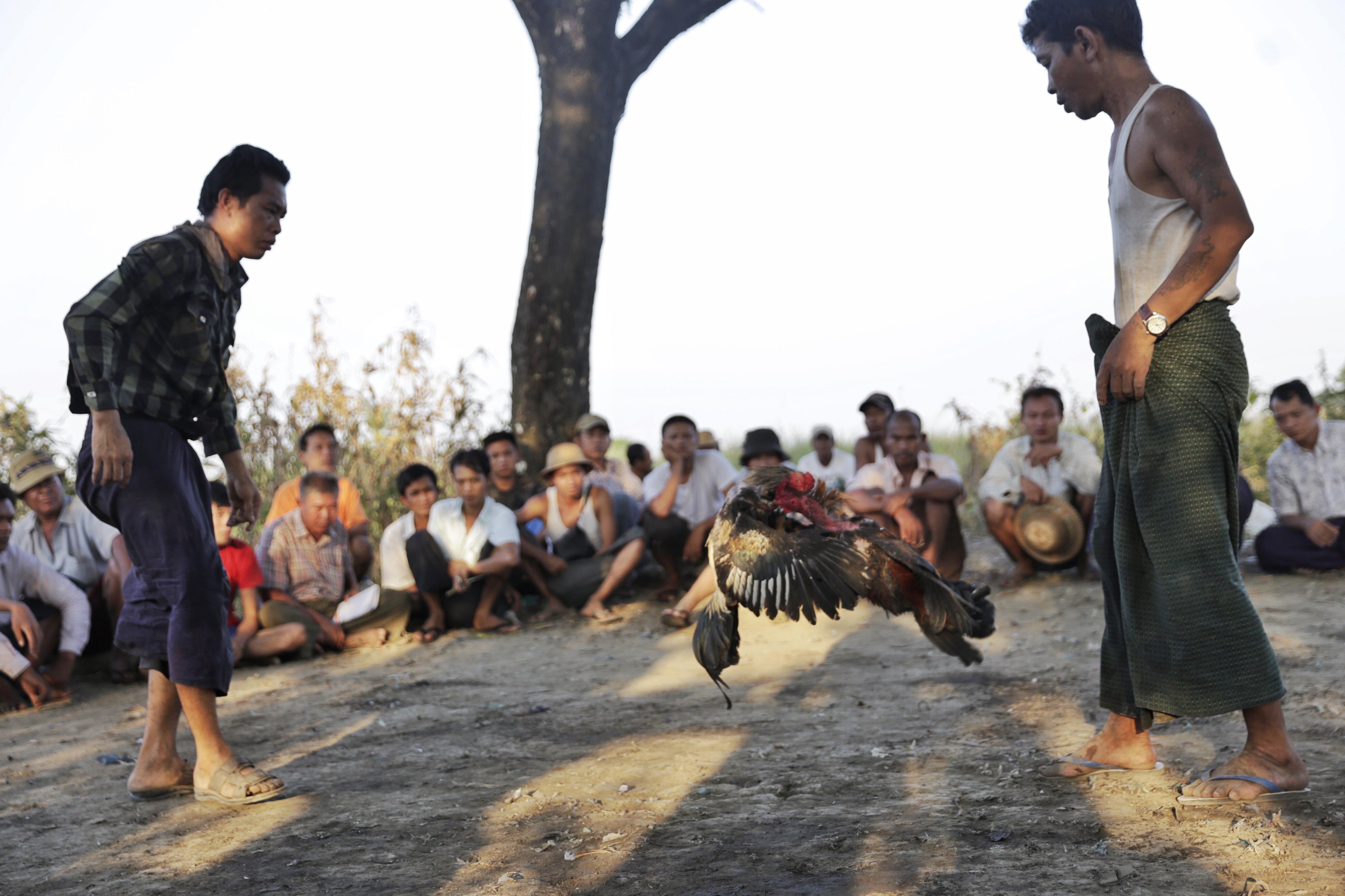 最新斗鸡自由交易市场概况