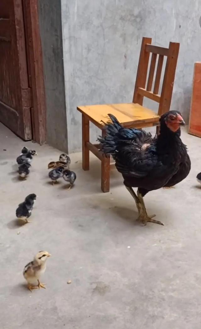 小苏斗鸡最新专业视频，自信与成就感的励志幽默之旅