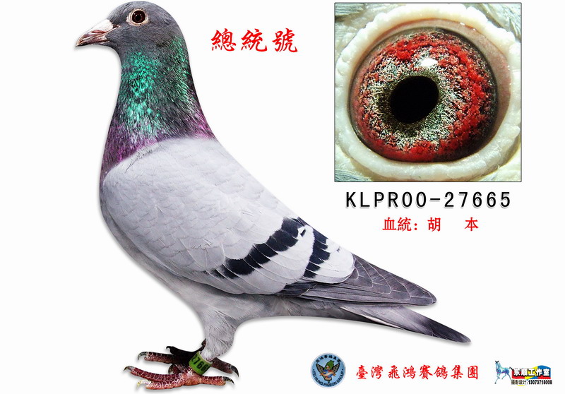 搜鸽网2024最新视频热点探讨与深度解析