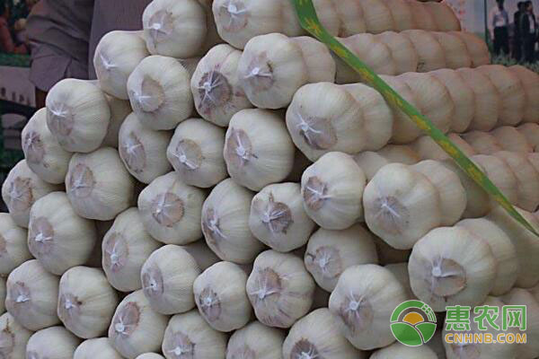 黑龙江大蒜最新价格，科技重塑农产品价值，大蒜闪耀高科技光芒