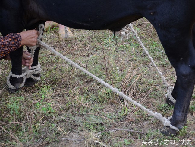 最新绊马索，背景、重要事件与地位全解析
