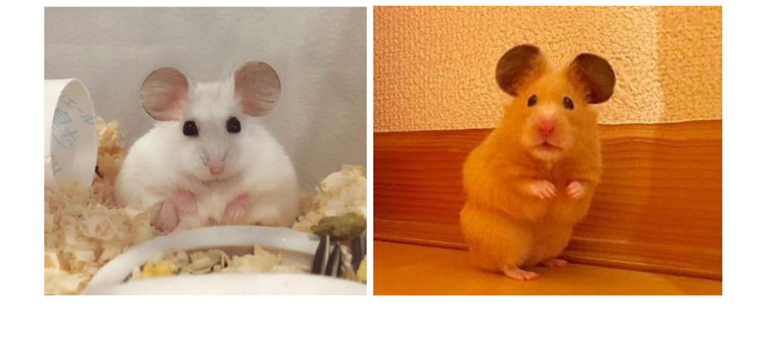 最新仓鼠，激发学习与变化之力的奇妙旅程