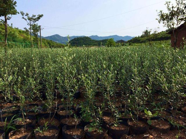 绿意盎然的友情故事，最新栽培体验与成长之旅