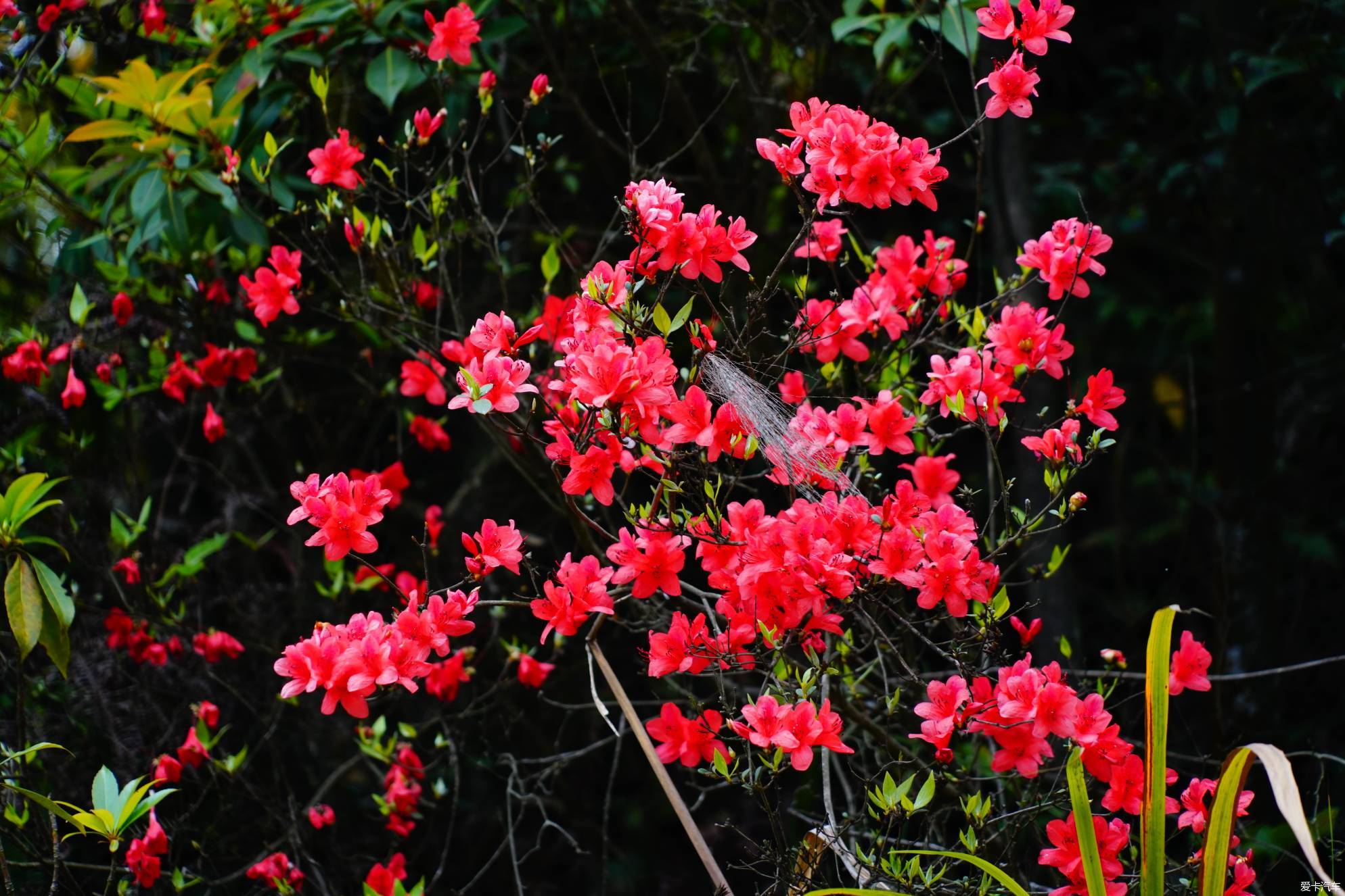 友谊中的温馨日常，映山红盛开之际的最新篇章