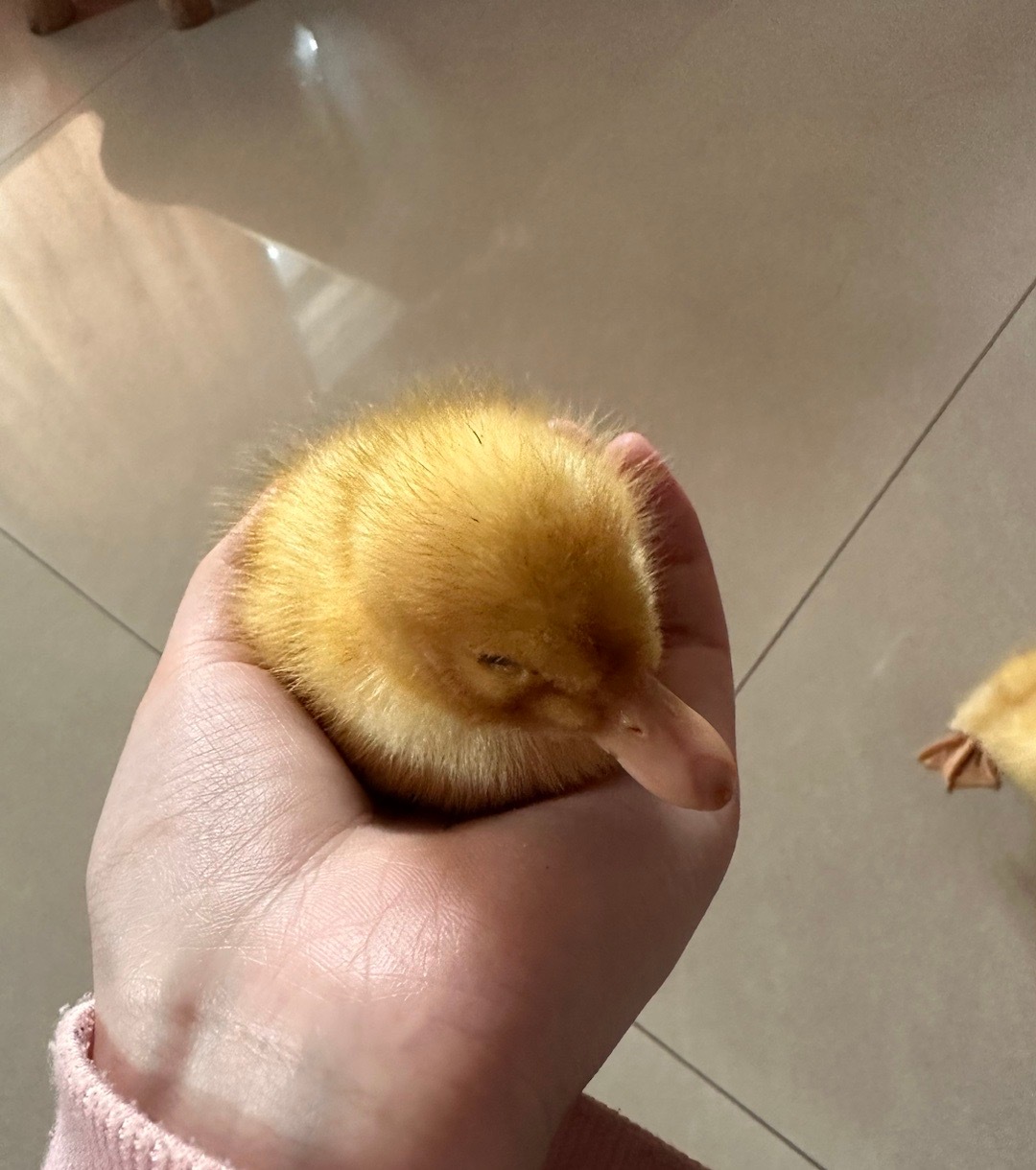 最新小黄，科技引领未来智能生活新体验