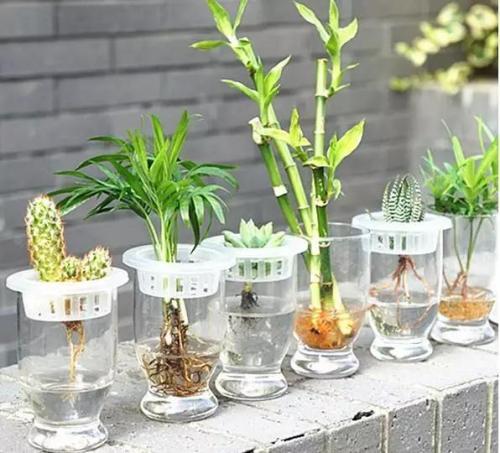 水培最新技术，详细步骤指南