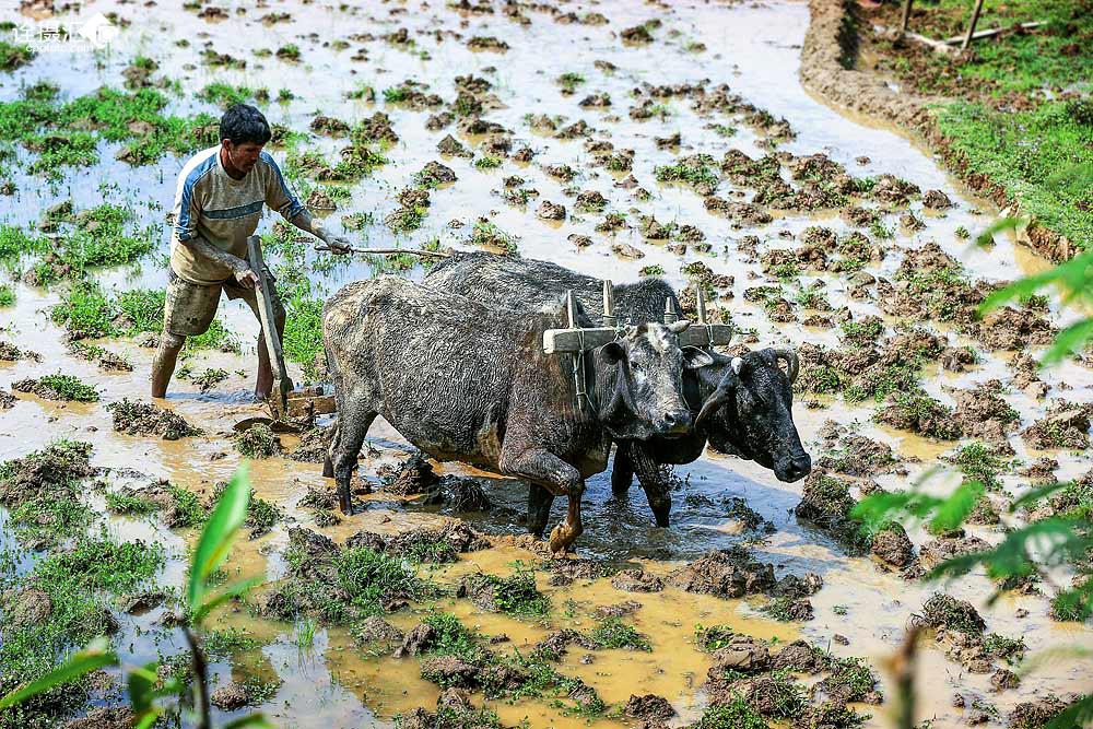 最新耕田技术，改变农业面貌的三大要点揭秘
