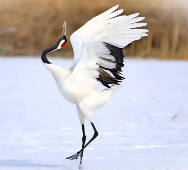 仙鹤最新高科技产品介绍及创新亮点解析