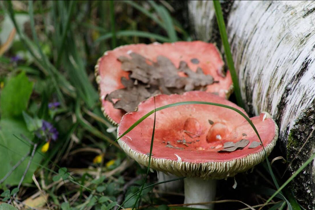 小巷深处的神秘美食宝藏，最新菌子探秘