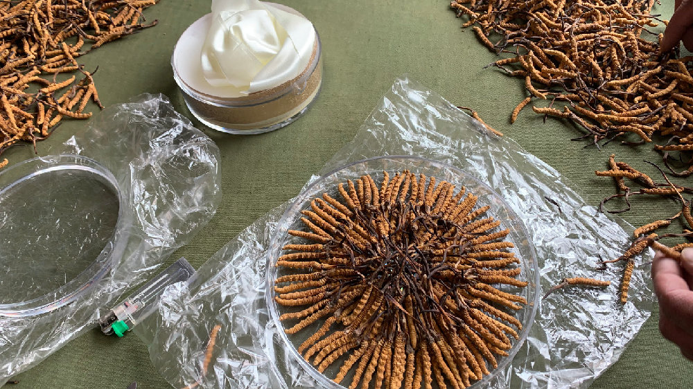 虫草最新动态，自然美景的轻松探索之旅