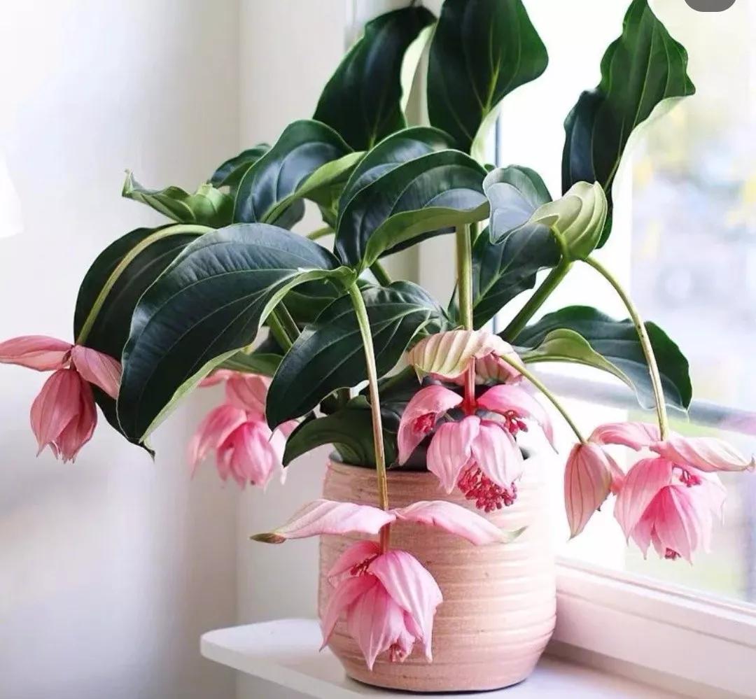 最新宝莲灯，点亮学习之路，自信与成就共辉煌