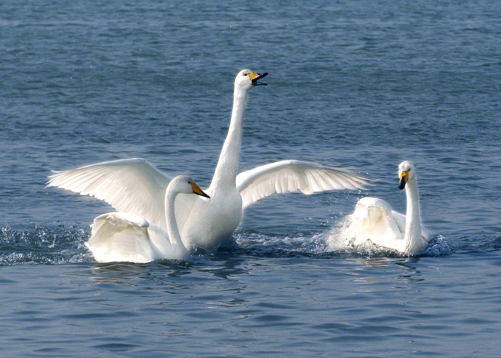 天鹅最新动态，背景、事件与地位的深度解析