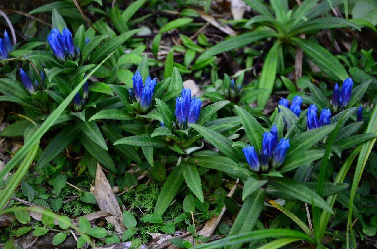 龙胆最新日常趣事与友情的温馨纽带分享