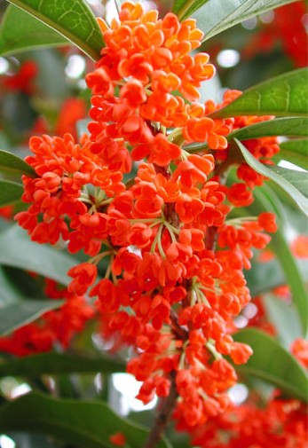 丹桂树的种植与照顾详细步骤指南，从入门到精通的丹桂养护秘籍