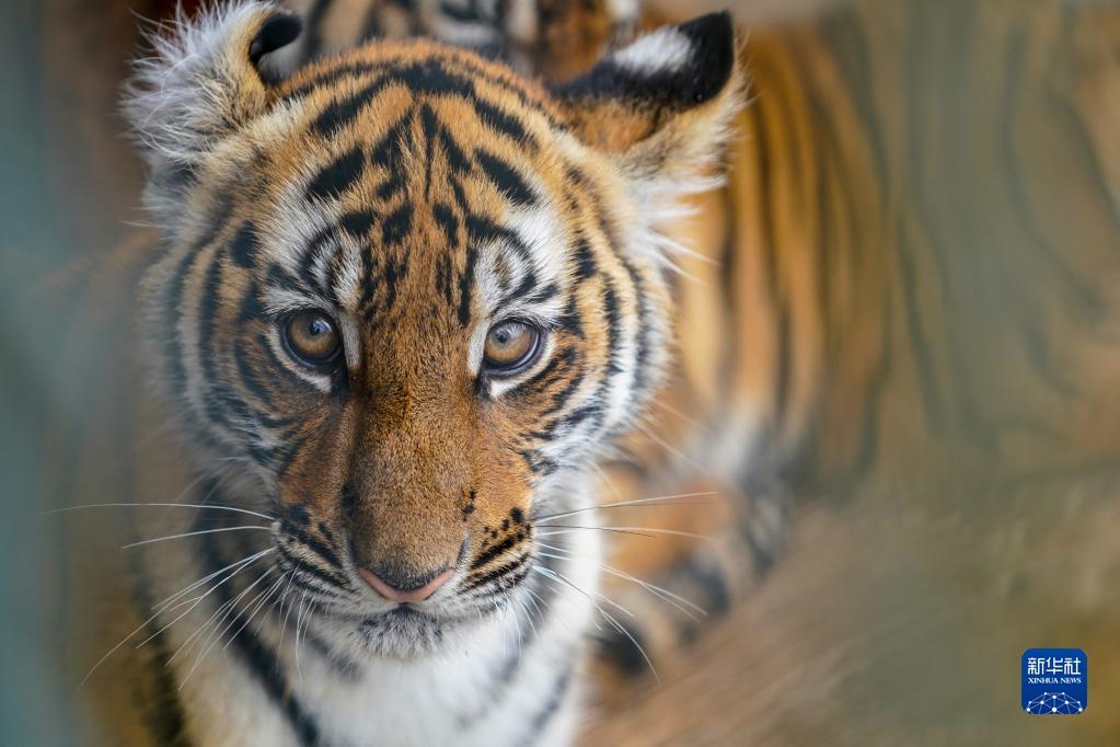 虎虎最新，自然美景探索之旅鼓舞人心