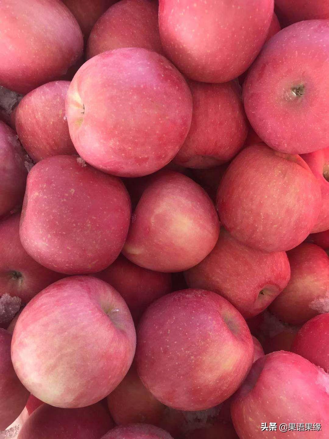 烟台苹果最新动态更新