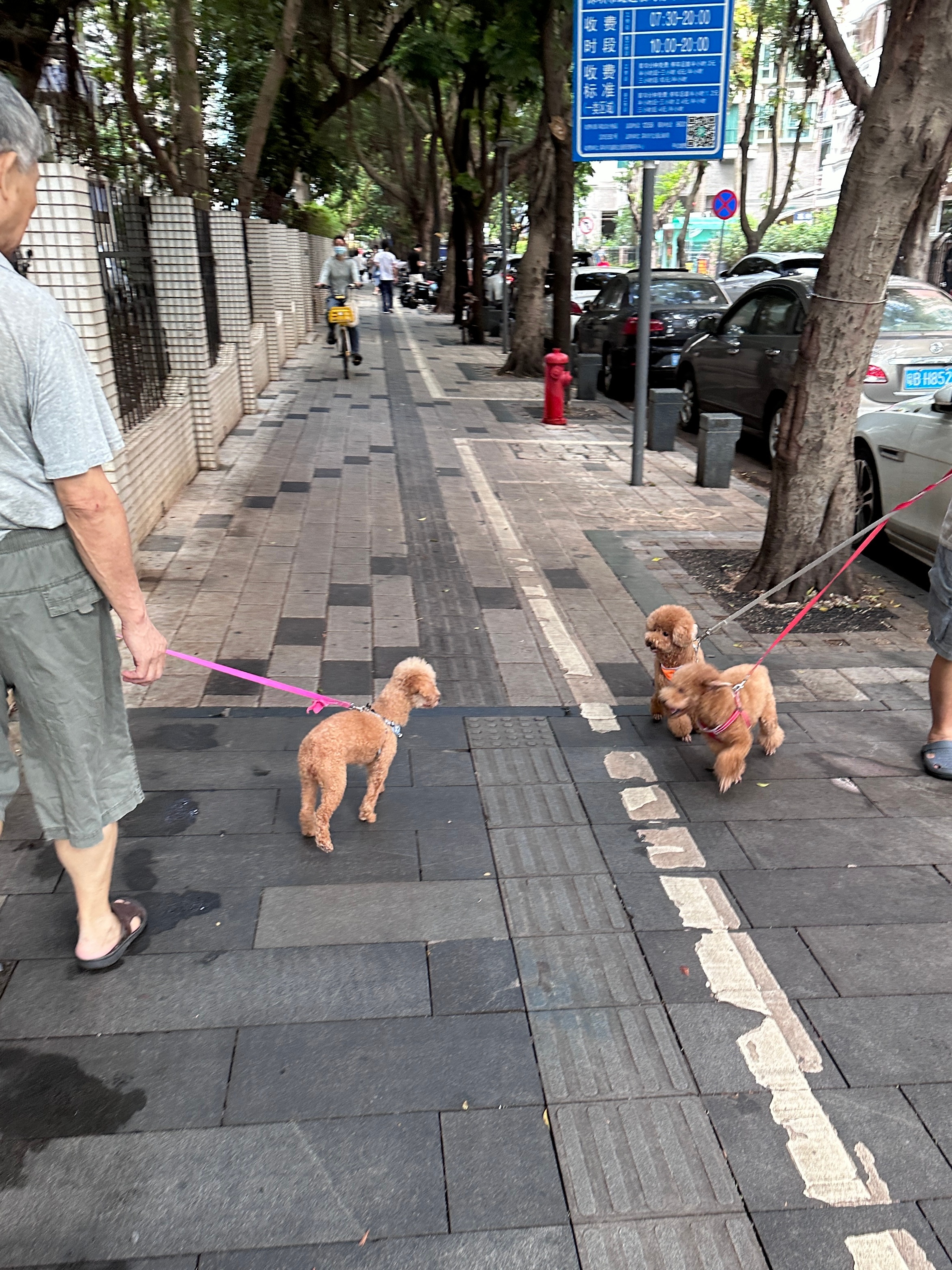 遛米最新动态更新