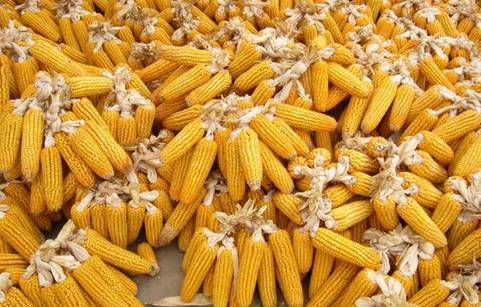 苞米价格今日最新行情