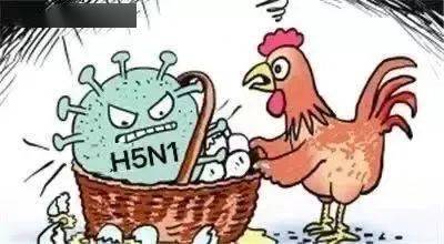 H5N1最新动态，重磅更新关于禽流感病毒H5N1的最新消息！