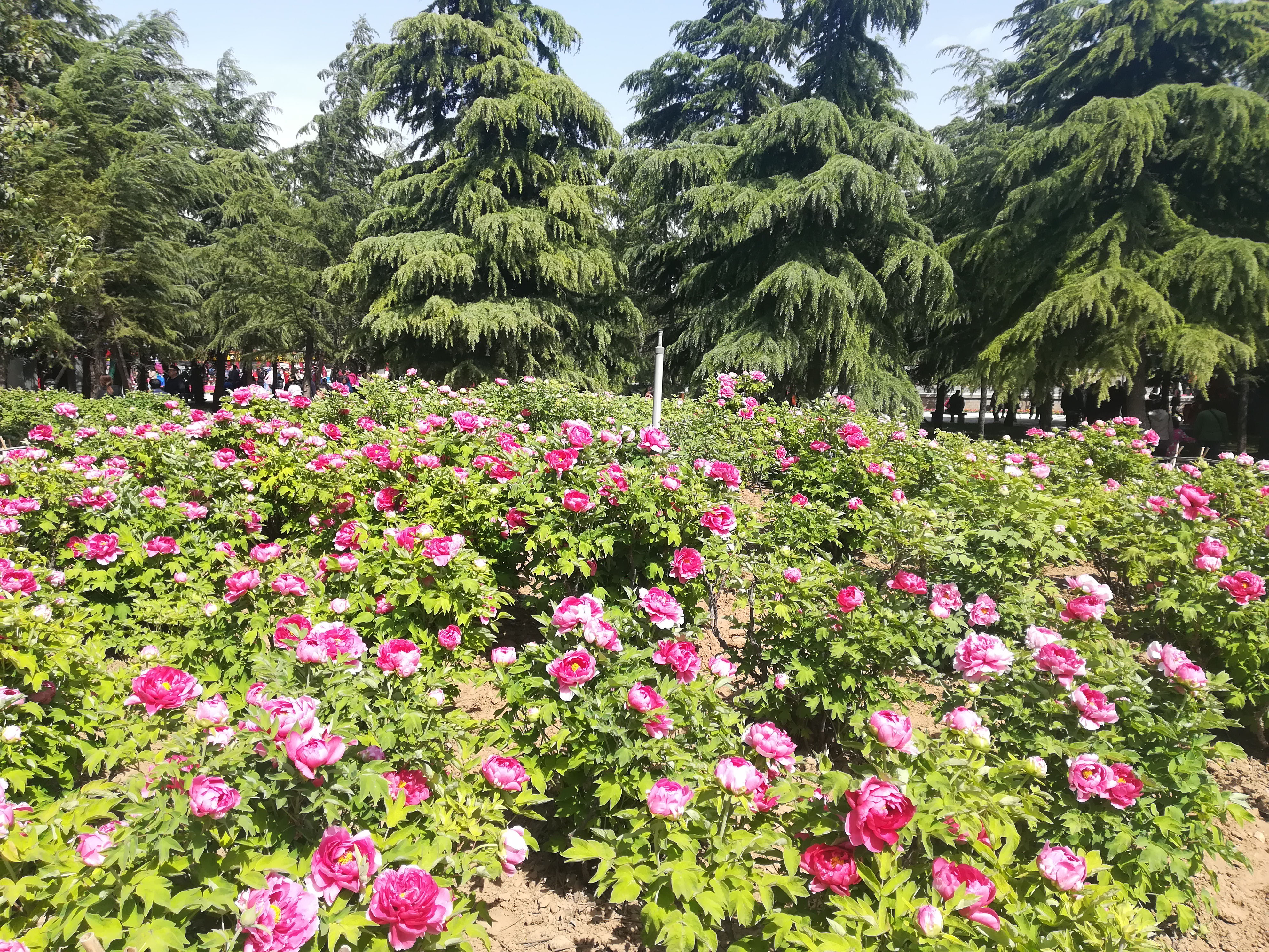 洛阳神州牡丹园最新动态，绽放的牡丹之美