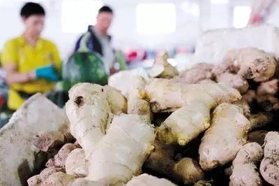 中国生姜最新价格行情详解，获取与分析方法指南