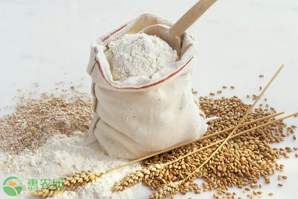 面粉行业最新资讯速递