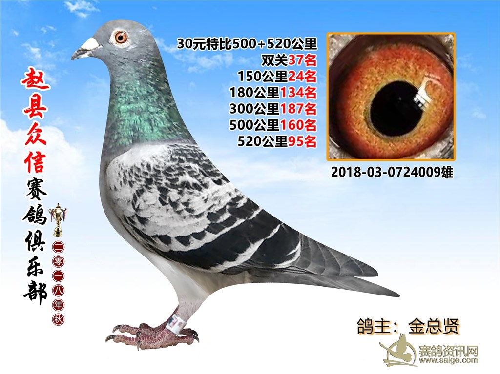 最新信鸽冠军归巢精彩瞬间——高科技产品下的信鸽冠军风采展示