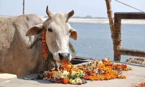 玉林狗肉节，2017年事件回顾与影响探讨