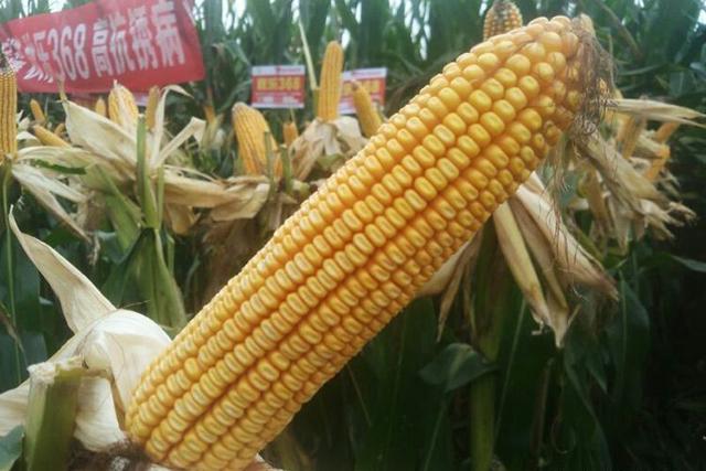 最新包谷种引领农业新篇章！