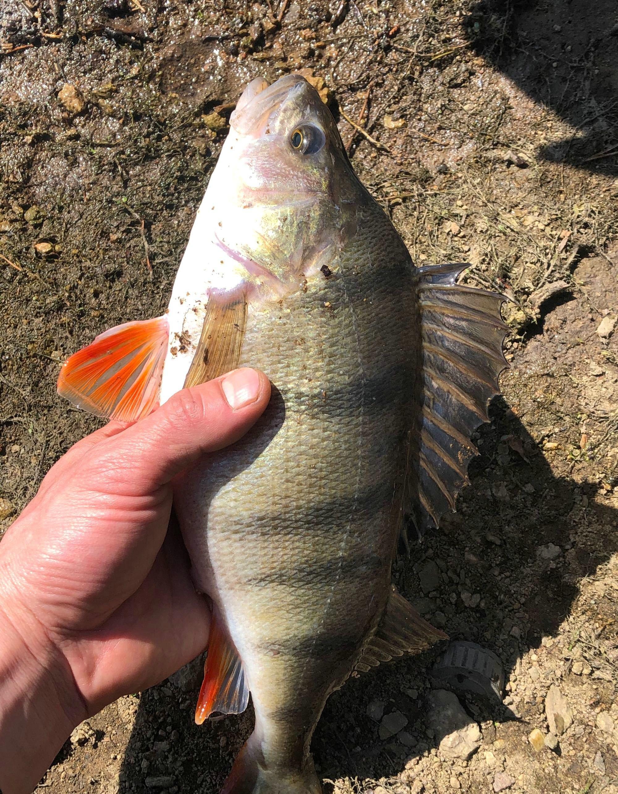 科技重塑垂钓乐趣，智能钓鱼新技巧体验升级指南