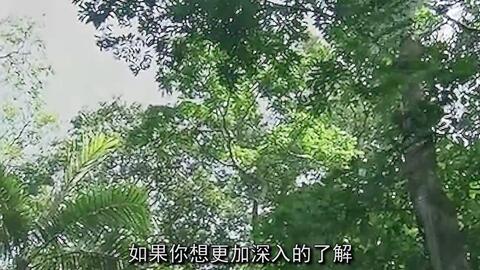 虎杖价格揭秘，生活新潮流背后的高科技产品价值几何？