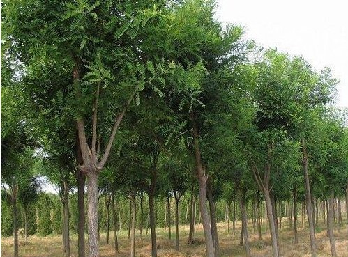 合欢树价格揭秘，探寻树木价值背后的友情寓意