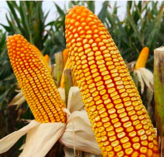 良玉99玉米种价格及自然美景探索之旅