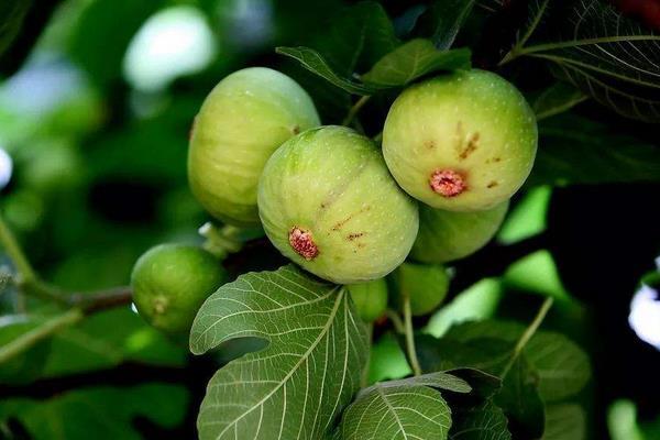 最新水果树苗,种植前景、种类特点与培育技术全解析