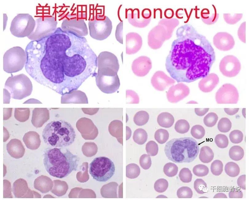 免疫细胞注射价格概览，细胞疗法费用及详细价格表解析
