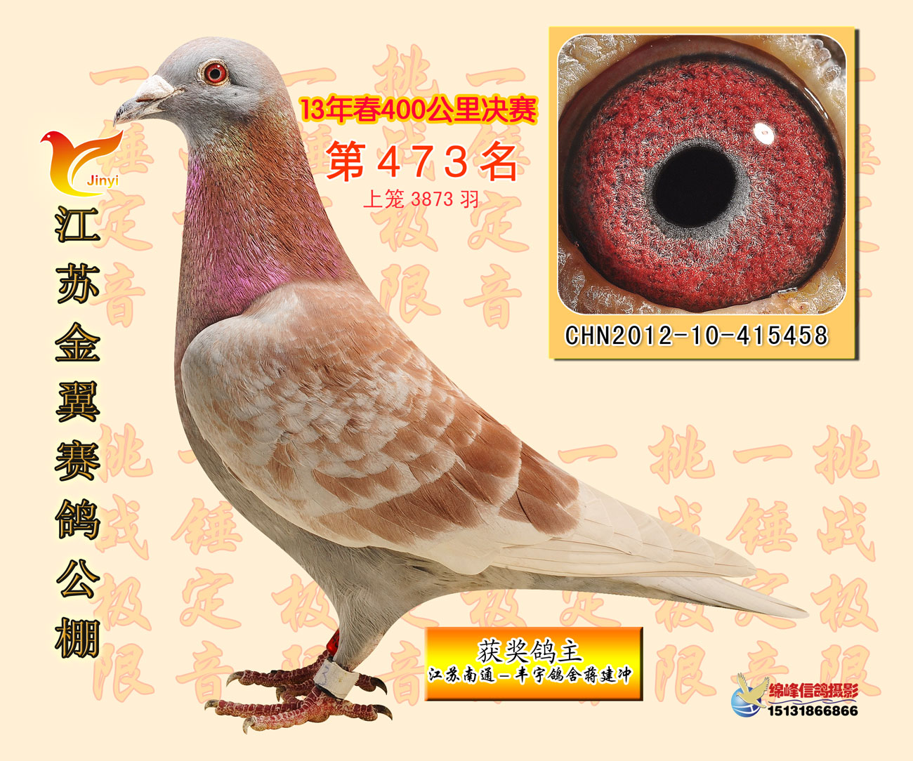 君翼赛鸽公棚最新通告揭秘，小巷特色小店与赛鸽奇遇探索！