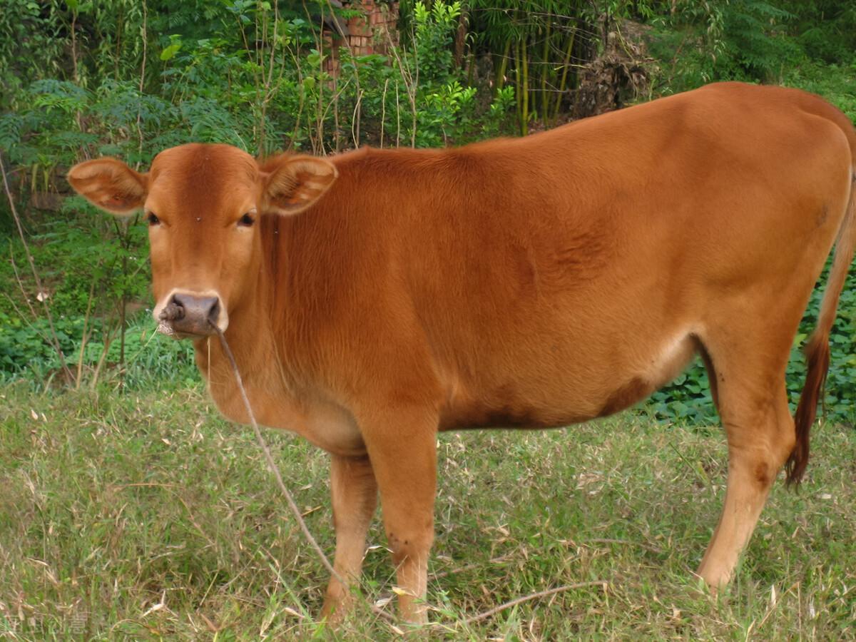 黄山B股股票行情，科技与生活的无缝对接。