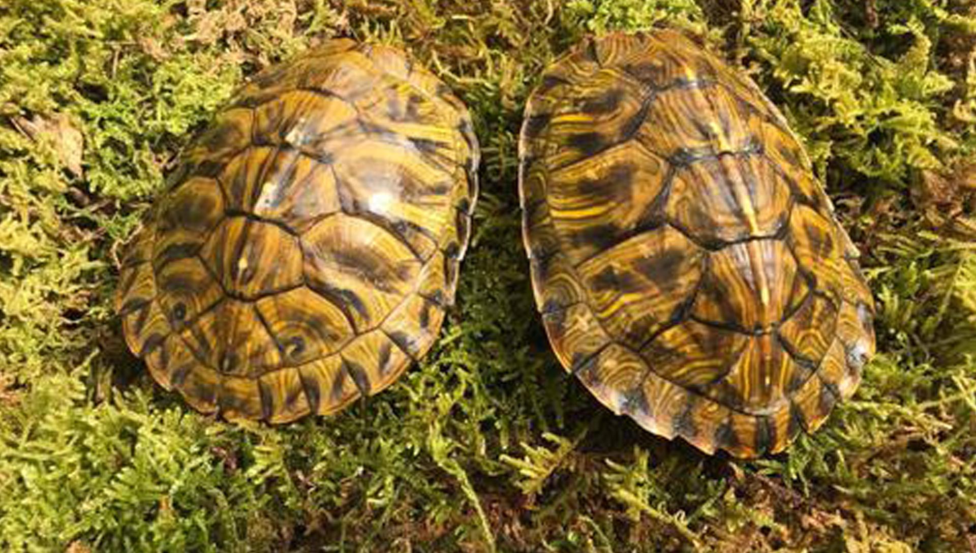 再爱我一次电视剧深度解析与探讨，情感纠葛与人生启示