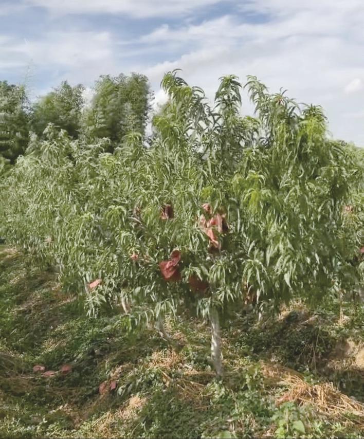 农科院最新桃树新品种，邂逅自然美景的果实盛宴