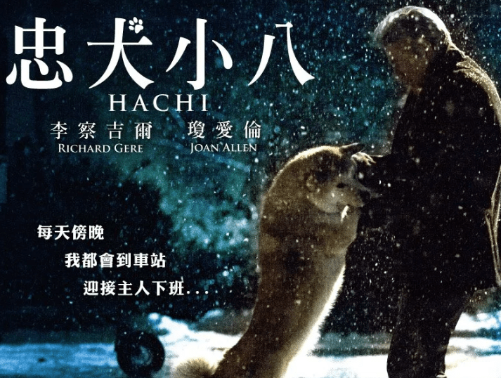电影忠犬八公，小巷深处的奇缘与温馨小店故事