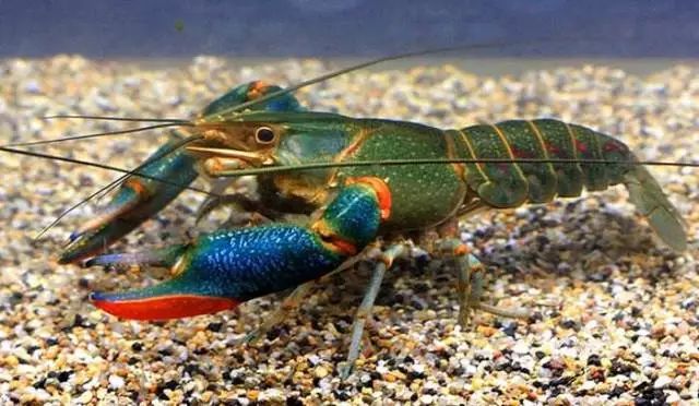 澳洲蓝龙虾价格揭秘，科技新宠引领奢华生活潮流