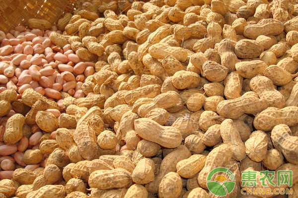 阜新花生价格最新行情动态更新🔍🥜